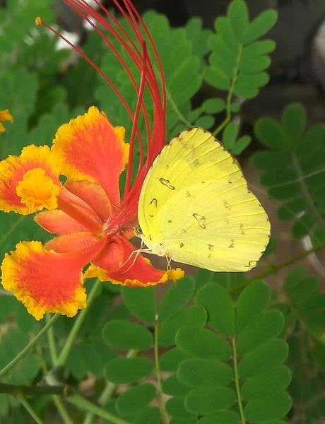 கான்கிரீட் காட்டில் 26: மஞ்சள் புல்வெளியாள்!