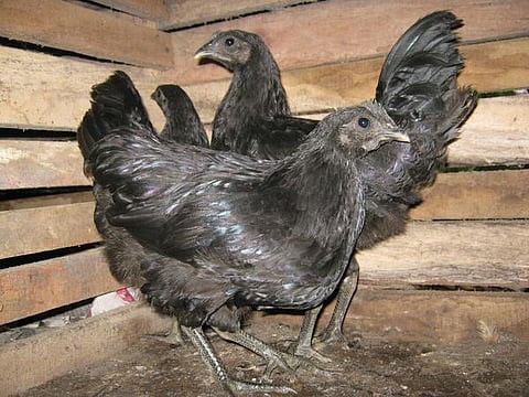 இது நம்ம விலங்கு 07: முட்டை, கறி எல்லாமே கறுப்பு