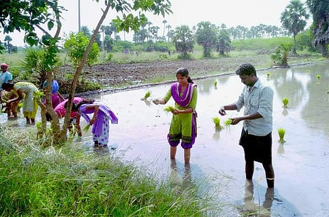 நாற்று நட்டால் ஐ.ஏ.எஸ். ஆகலாம்!