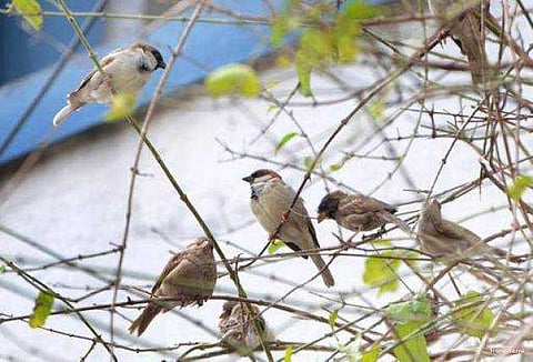 சிட்டுக்குருவி சிட்டுக்குருவி சேதி தெரியுமா? - உலக சிட்டுக்குருவி தினம்