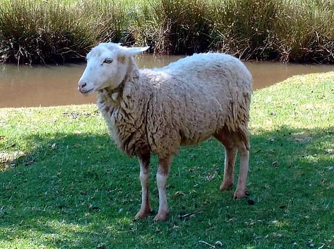 இது நம்ம விலங்கு 08: நீலகிரி ஆடு