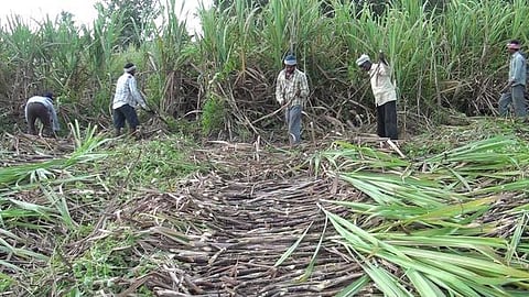 நஞ்சில்லா நாட்டு சர்க்கரை: இனிக்கும் இயற்கை விவசாயம்