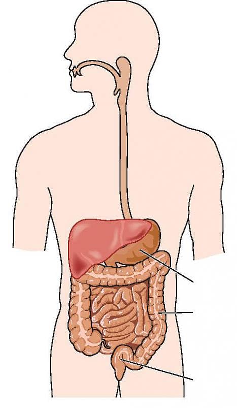 உடல் எனும் இயந்திரம் 16: மூடித் திறக்கும் உணவுக்குழாய்