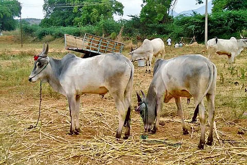 இது நம்ம விலங்கு 09: ஜல்லிக்கட்டில் சீறும் பட்டி மாடு