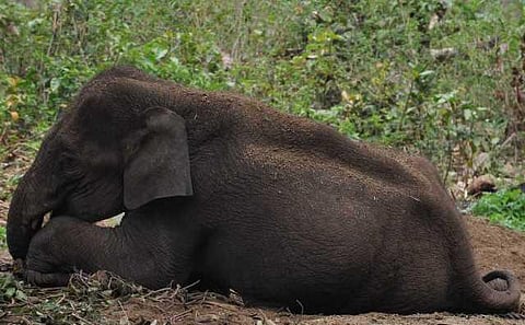 யானைகளின் வருகை 157: ‘அப்பா, அப்பா வருதுப்பா!’