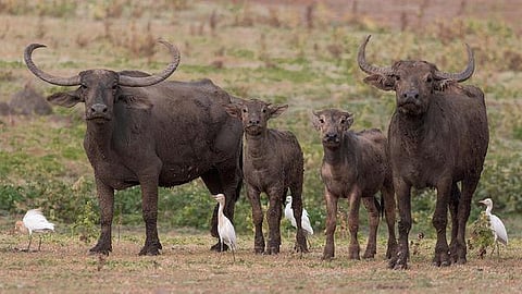 இது நம்ம விலங்கு 10: பழங்குடிகள் பராமரிக்கும் எருமையினம்