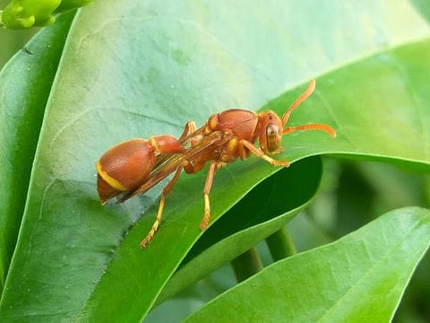 கான்கிரீட் காட்டில் 29: கூடமைக்க இடம் தேடிவந்த குளவி
