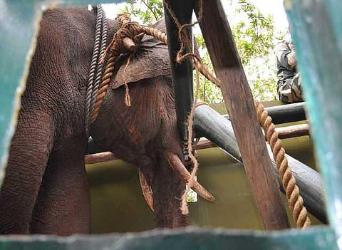 யானைகளின் வருகை 160: திரும்ப வந்துட்டேன்னு சொல்லு