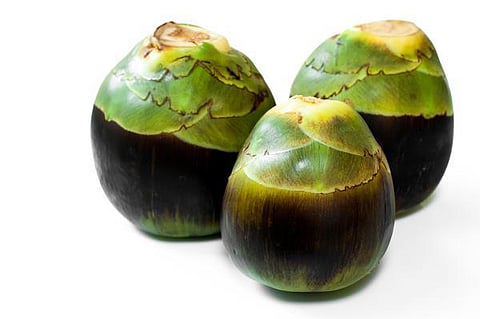 கற்பகத் தரு 01: பனை எனும் மூதாய்..!