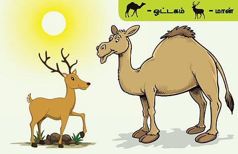 படமும் கதையும்: காட்டுக்குள் வந்த ஒட்டகம்