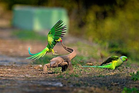 இயற்கையைத் தேடும் கண்கள் 02: கோபக்காரக் கிளியே!