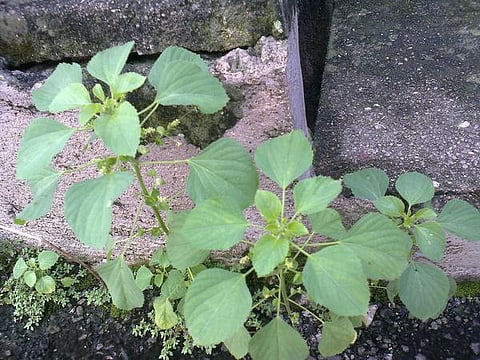 மூலிகையே மருந்து 02: நோய்களைப் பதறவைக்கும் ‘குப்பை!