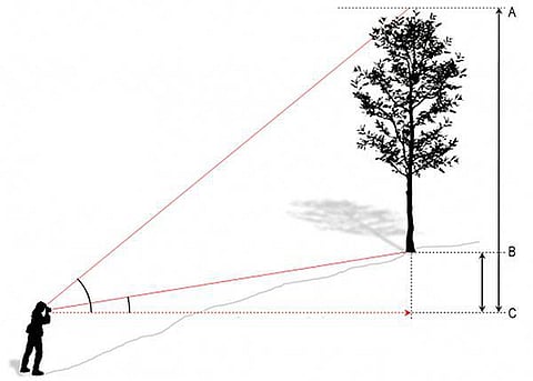 டிங்குவிடம் கேளுங்கள்: மரத்தின் உயரத்தை எப்படி அளக்கலாம்?