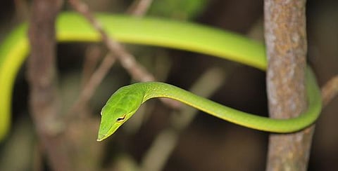 டிங்குவிடம் கேளுங்கள்: கண்ணைக் கொத்துமா பச்சைப் பாம்பு?