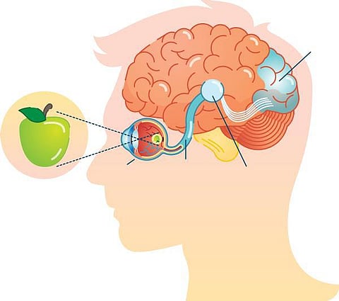 உடல் எனும் இயந்திரம் 21: பார்வை கிடைப்பது எப்படி?