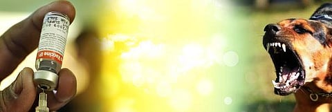 ரேபீஸ் எனும் பேராபத்து!