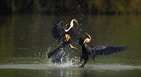 இயற்கையைத் தேடும் கண்கள் 04: எங்க ஏரியா… உள்ளே வராதே..!