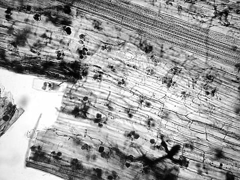 தொட்டனைத்து ஊறும் அமிழ்தம் 81: பயனளிக்கும் பூஞ்சாளங்கள்!