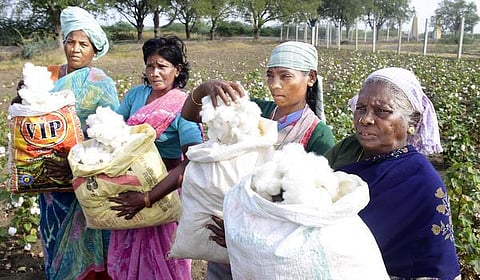 உன்னதமான உள்நாட்டுப் பருத்தி!