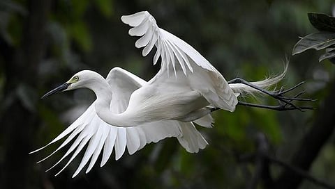 பேசும் படம்: புதுக் கூடு