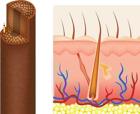 உடல் எனும் இயந்திரம் 24: தலைமுடி