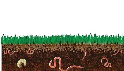 தொட்டனைத்து ஊறும் அமிழ்தம் 86: கழிவை உணவாக்கும் மண்புழுக்கள்..!