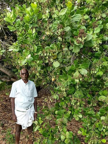 முந்திரியால் முந்தும் விவசாயி!