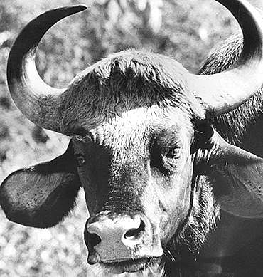 அப்பாவின் எருமை மாடு