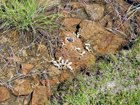 தப்புமா தவளைகள்