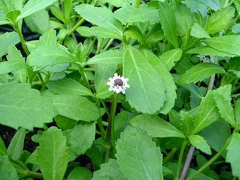 மூலிகையே மருந்து 11: ‘தலை’ காக்கும் பொடு‘தலை!’