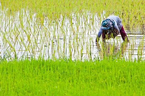 விவசாயக் கடன் தள்ளுபடி குலைவை உண்டாக்குகிறதா?