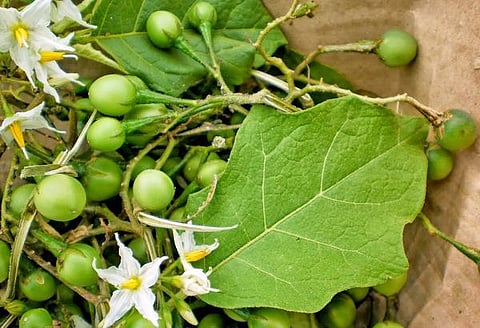 மூலிகையே மருந்து 12: செரிமானச் சிகரம் சுண்டைக்காய்!