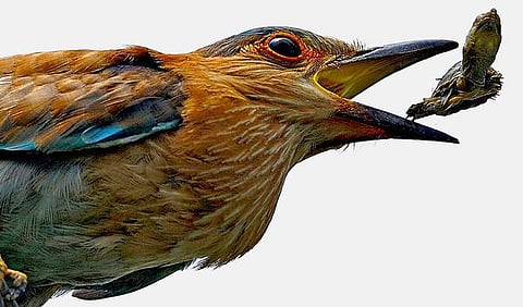 இயற்கையைத் தேடும் கண்கள் 13: நீலகண்டனுக்குச் சேதி செல்லும் நீல்காந்த்!