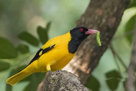 ஒரு நாள், ஒரு காடு, சில பறவைகள்: பறவைக் காதலர் சுப்பிரமணியத்துடன் ஒரு பயணம்