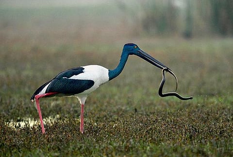 இயற்கையைத் தேடும் கண்கள் 14: மீன் பிடித்த பாம்பு