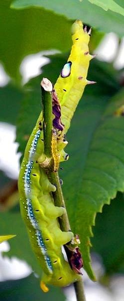 குறுவை நெற்பயிரைக் காப்பாற்ற…