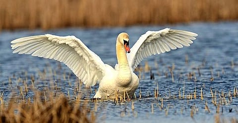 இது எந்த நாடு? 70: ஆயிரம் ஏரிகளின் நாடு