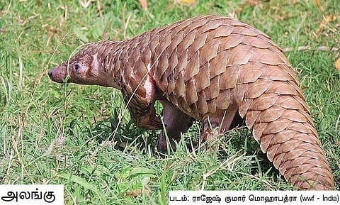 வானகமே இளவெயிலே மரச்செறிவே 09: கள்ளச்சந்தையில் காட்டுயிர்