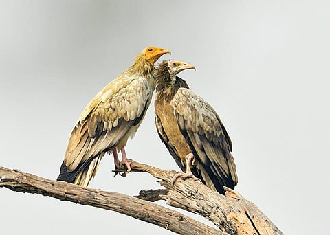 இயற்கையைத் தேடும் கண்கள் 15: ஆன்மாவை விடுவிக்கும் கழுகு