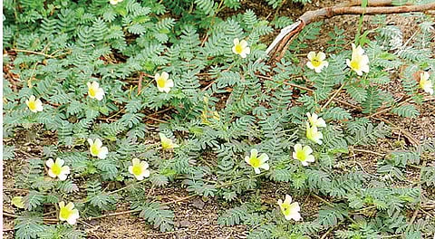 மூலிகையே மருந்து 15: நலம் தரும் நெருஞ்சில்!