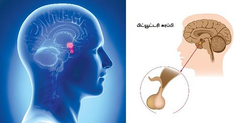 உடல் எனும் இயந்திரம் 33: சுரப்பிகளின் தலைவன்