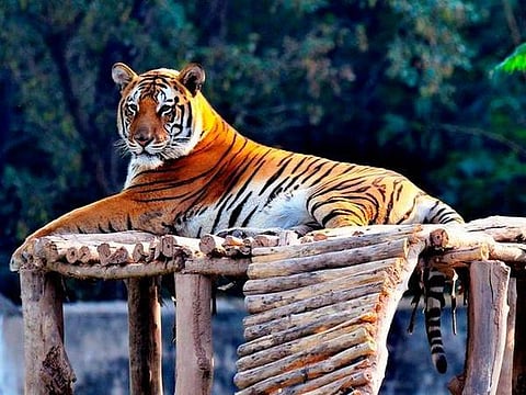 எண்ணப்படும் வேங்கைப் புலிகள்!