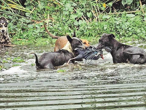 நாய்கள் ஜாக்கிரதை!