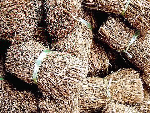 மூலிகையே மருந்து 16: ஆரோக்கியத்துக்கு வேராகும் வெட்டிவேர்