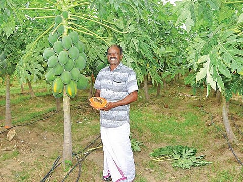 பப்பாளியால் ‘பளபளக்கும்’ விவசாயி!