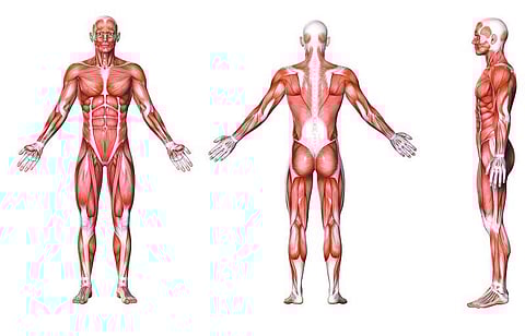 உடல் எனும் இயந்திரம் 34: தசைகளுக்கு நினைவாற்றல் உண்டா?