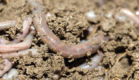 தொட்டனைத்து ஊறும் அமிழ்தம் 94: மண்புழு… சில குறிப்புகள்!