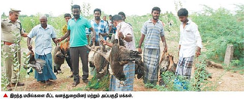 47 மயில்கள் விஷம் வைத்து கொலை: மதுரையில் தேசிய பறவைக்கு நேர்ந்த பரிதாபம்