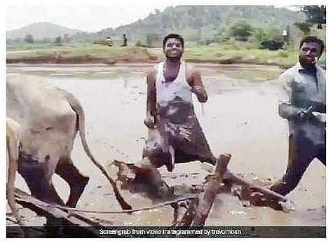 ﻿‘கிகி’ பாடலுக்கு ஏர் உழுதுகொண்டே நடனமாடிய சகோதரர்கள்﻿: ﻿வீடியோவை லட்சக்கணக்கானோர் பார்த்துள்ளனர்﻿