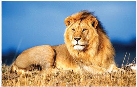 இன்று உலக சிங்க தினம்; அழிவின் விளிம்பில் ‘காட்டு ராஜா’﻿- ﻿2 லட்சமாக இருந்த எண்ணிக்கை 20 ஆயிரமாக குறைந்தது﻿